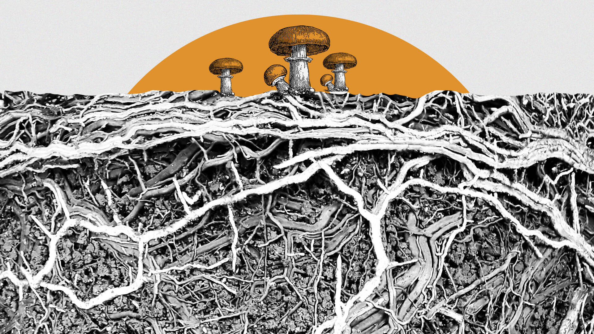 bitcoin taproot upgrade