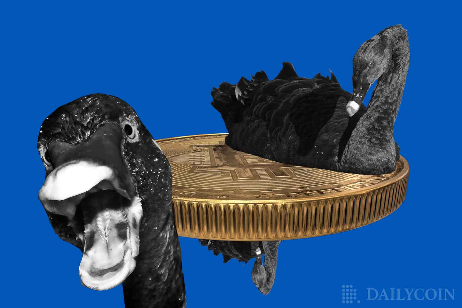 bitcoin black swan event