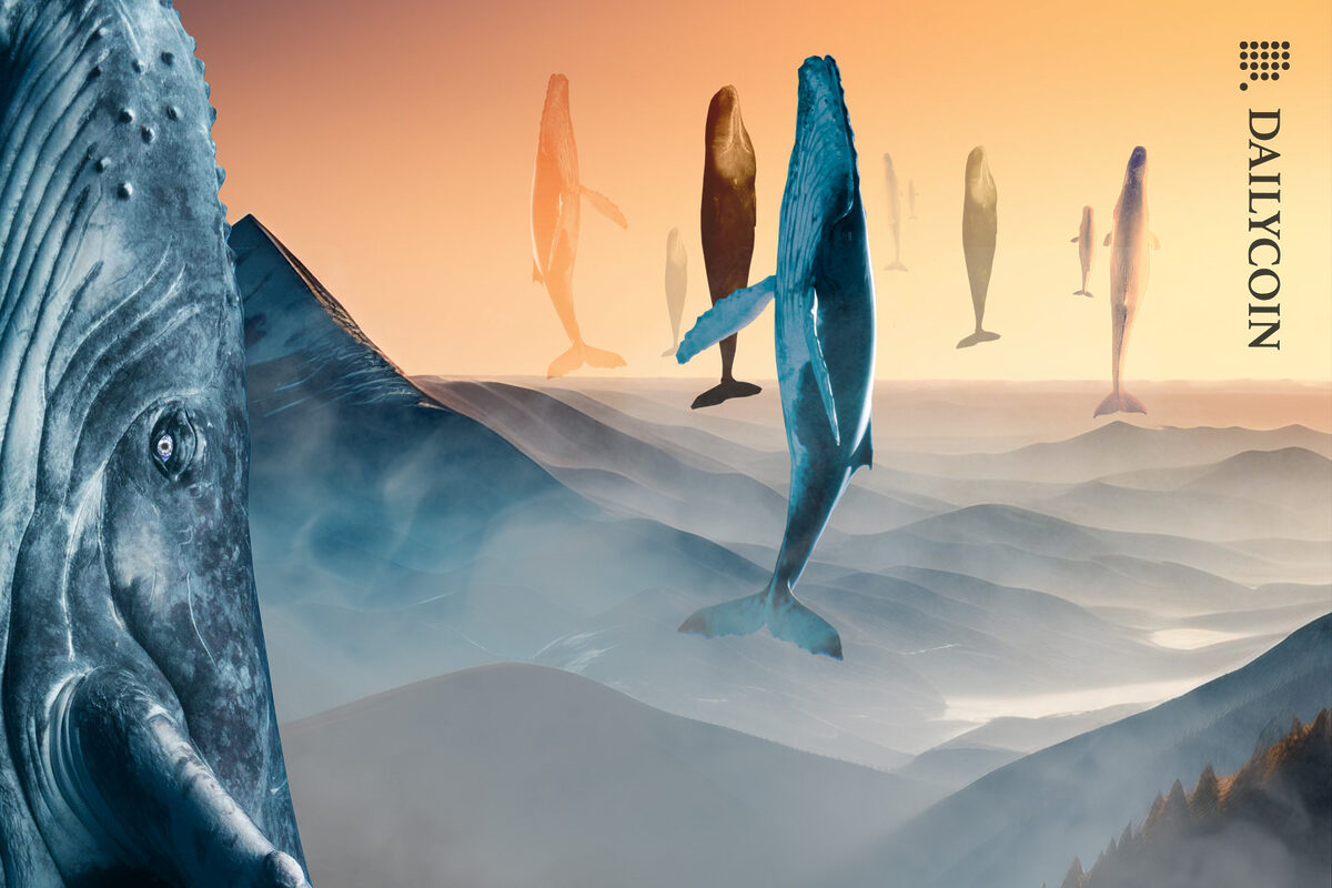 A bunch of whales jumping out of the mist covered valley at the same time.