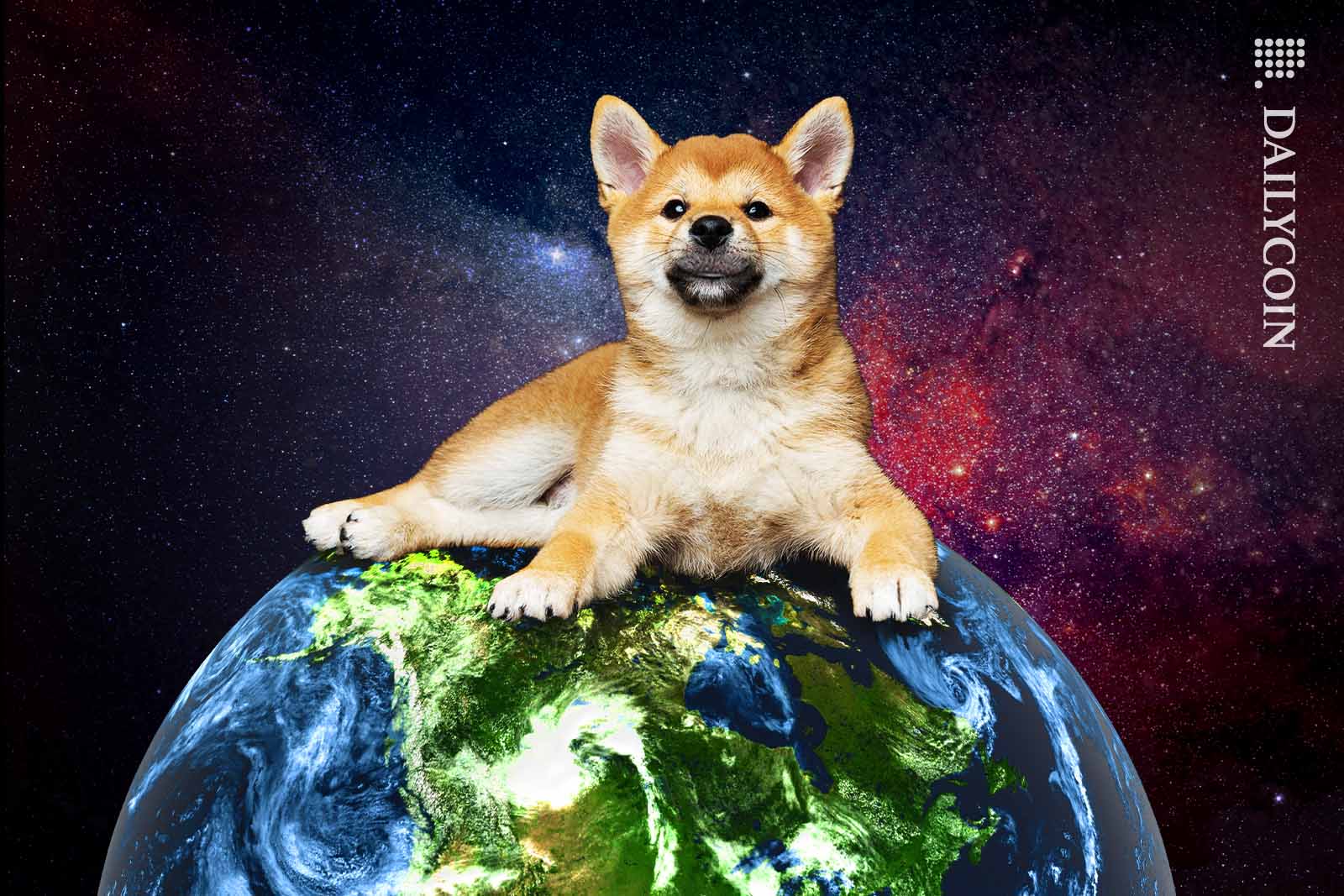 Shiba inu laying on top of the world.