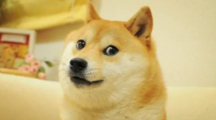 Shiba inu dog.
