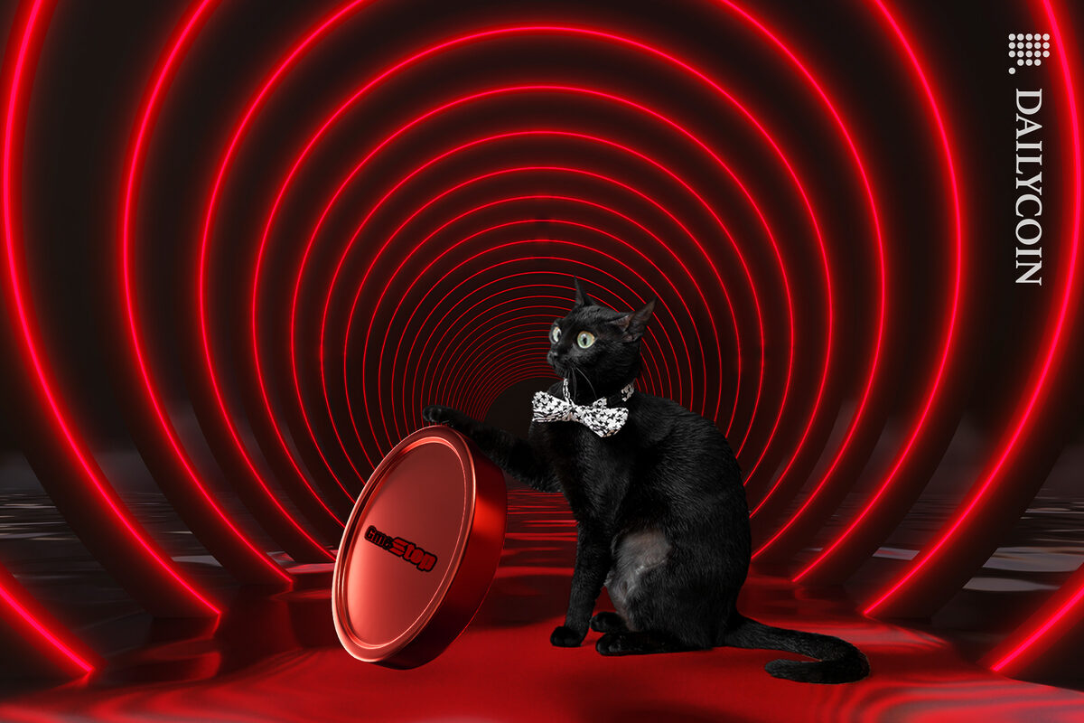 Black cat obsessed with GME token.