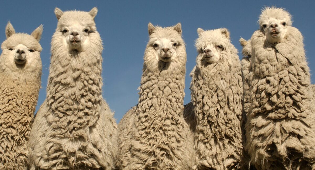 Four wooly alpacas all looking at the camera with a blue sky behind them.