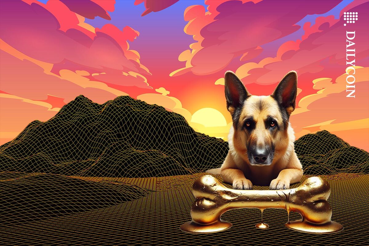 German Shepard staring at a half melted golden bone.