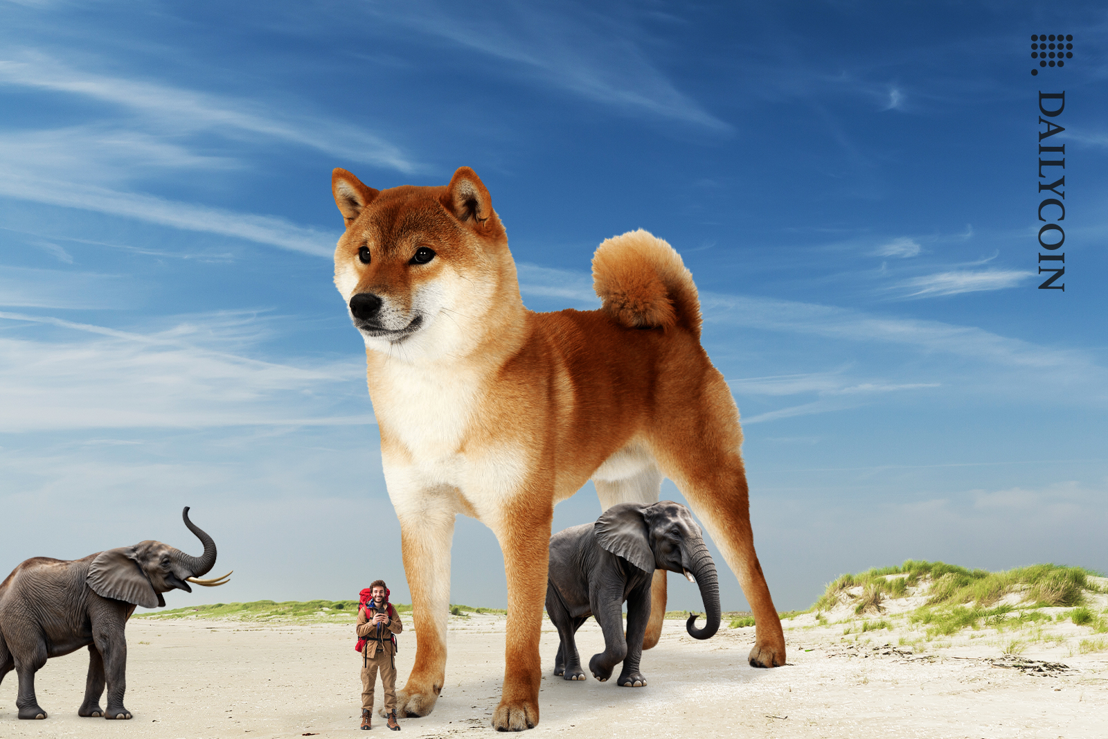 Huge Shiba Inu on a land with elephants.