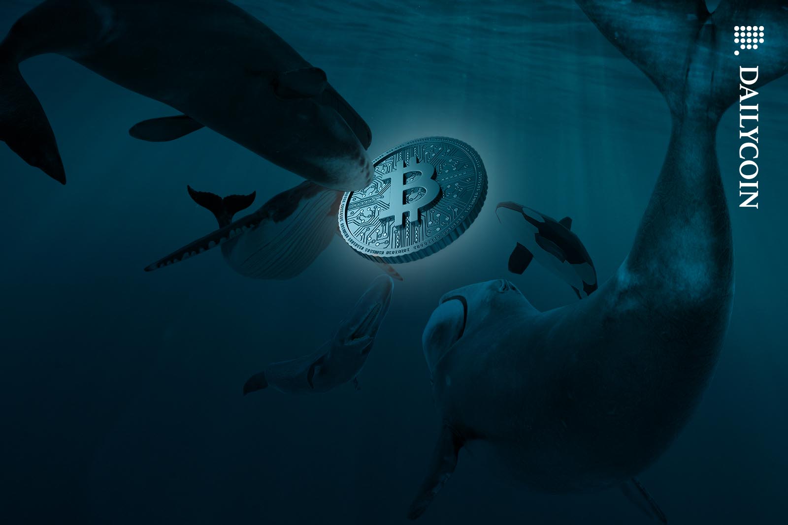 A group of whales showing interest in a huge Bitcoin floating in the sea.